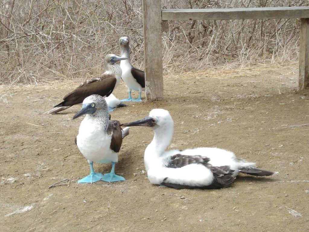 Hospedaje Algarrobo Machalilla Luaran gambar